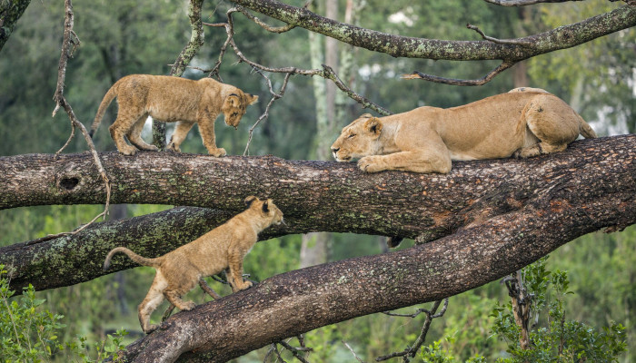 The best time for safaris in Tanzania Safaris